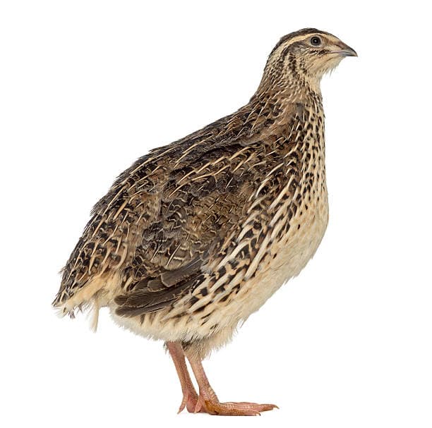 Codorna Viva